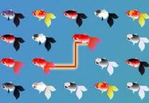 Connexion Poisson Rouge Jeu Connexion Poisson Rouge Jeu