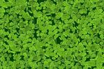 4 leaf clovers Jeu