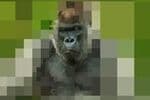 RePixel Animals Jeu