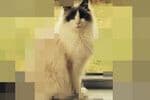 RePixel Find a Cat Jeu