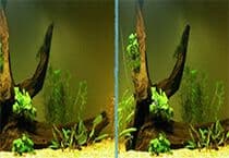 Aquarium Differences