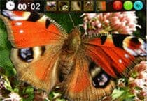 Belles Images De Papillon Cachées