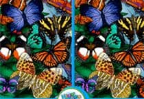 Différences Et Papillons