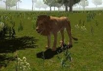 Wild Life Lion