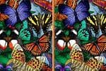 Différences Papillons Jeu